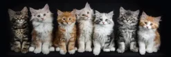 Glasbild 33 x 98 cm Cats<EUROART New