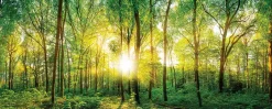 EUROART Bilder Ohne Rahmen|Bilder Nach Themen-Glasbild 125 x 50 cm Sunlight Forest I Grün