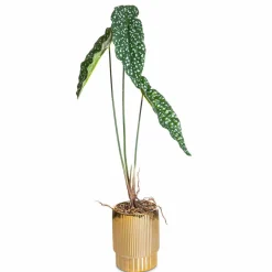 Kunstpflanze Alocasia< Clearance