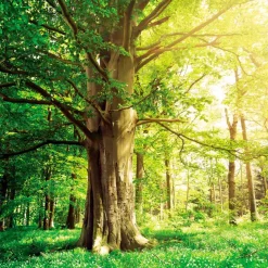 Wandbild 30 x 30 cm Green trees II<EUROART Best