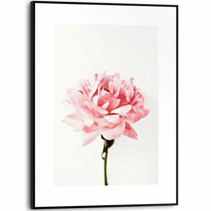 Reinders Bilder Mit Rahmen|Bilder Nach Themen-Wandbild 30 x 40 cm Pink Rose Rosa